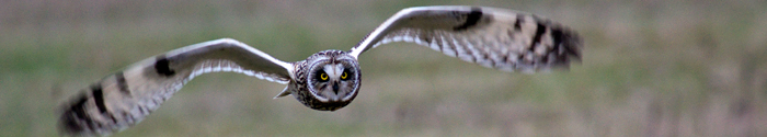 Short-eared Owl